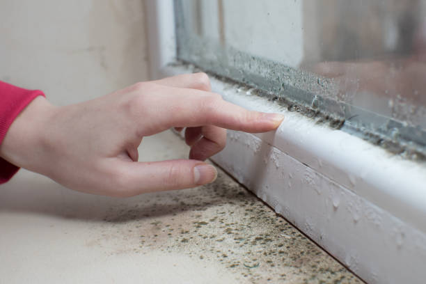 Best Dehumidification Services  in South Glens Falls, NY